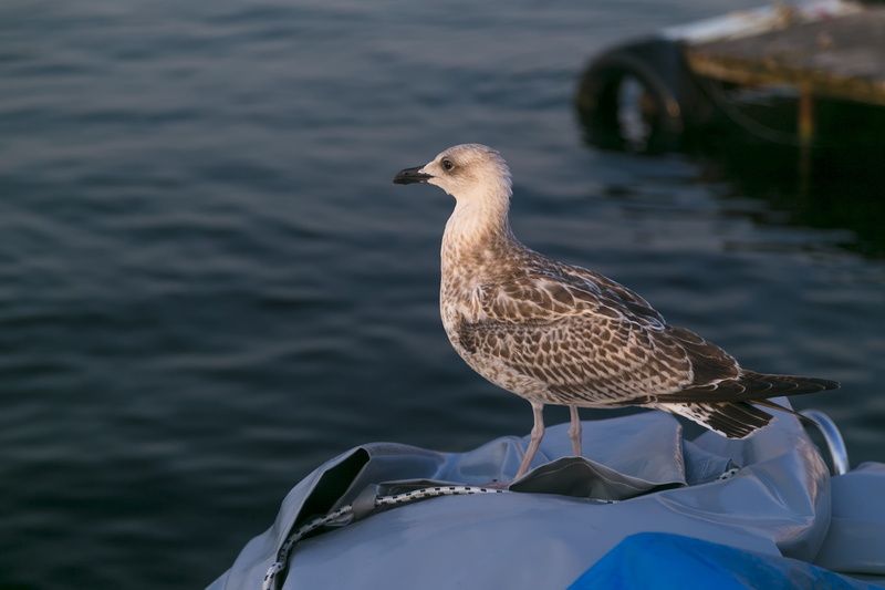 live, sea, bird, animal themes, boats, water, loves nature, 4K, marine, ks, wings, dom, mode of transportation, photo, animals in the wild, landscape