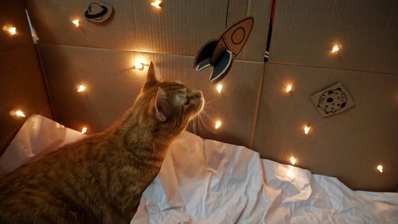 mammal, cushion, bed, domestic animals, canine, pets, animal, lighting equipment, fun, electric lamp, animal head, domestic, night, architecture, abyssinian