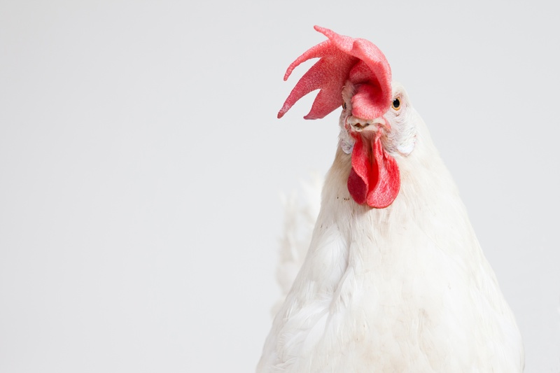 bird, feather, chicken - Bird, background, copy space, white, macro, livestock, chicken, agriculture, male animal, animal head, one animal, a bird, no people
