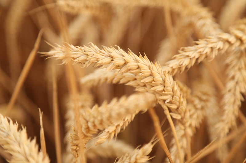 fruit fact, field, nature, close-up, Fruit, ripe, Sunset, gold colored, seed, Fact, farm, selective focus, food, extreme close-up, rye - grain, rural scene