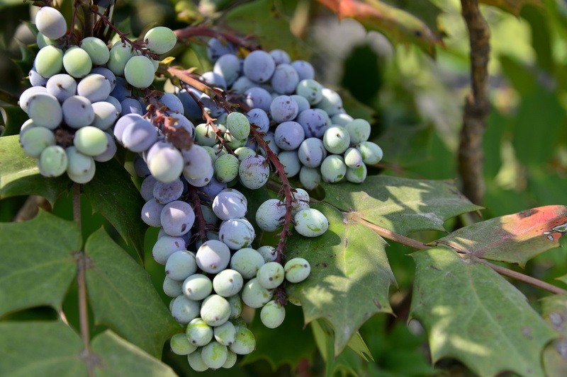 plant part, nature, food, plant, like grapes, purple green, healthy eating, winemaking, ridden, green color, leaf, fruit, serial, mature, berry fruit, even high-power labor