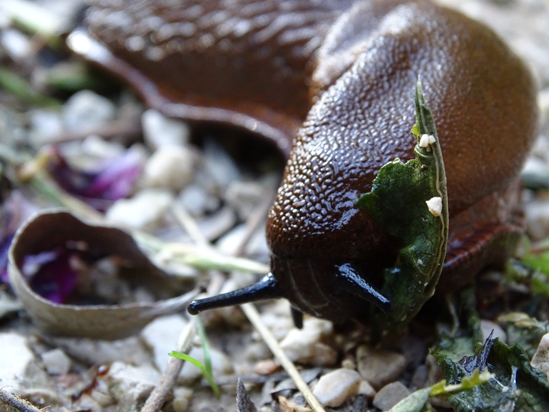 animal body part, land, animal antenna, plant, gastropod, animal wildlife, one animal, snail, spanish fact, no people, slug, 5K, mollusk, animals in the wild