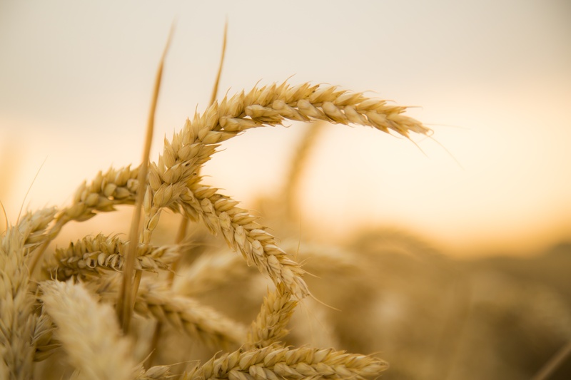 yellow, outdoors, selective focus, crop, photography, focus, sunset, landscape, shallow, seed, harvesting, wheat, no people, growth, focus on foreground