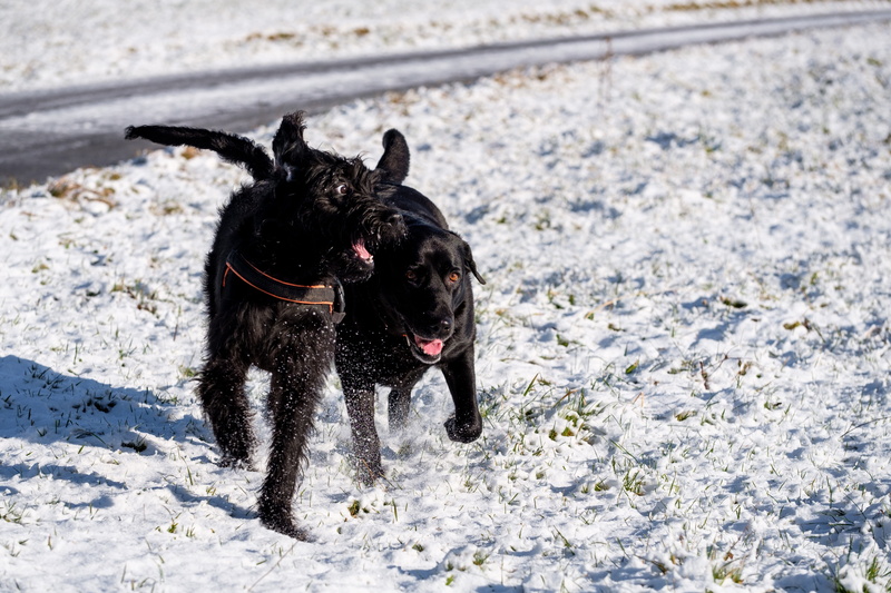 snow, domestic, cold temperature, mammal, pets, canine, play, dog, vertebrate, riesenschnauzer, king poodle, covering, field, pet, winter, black color