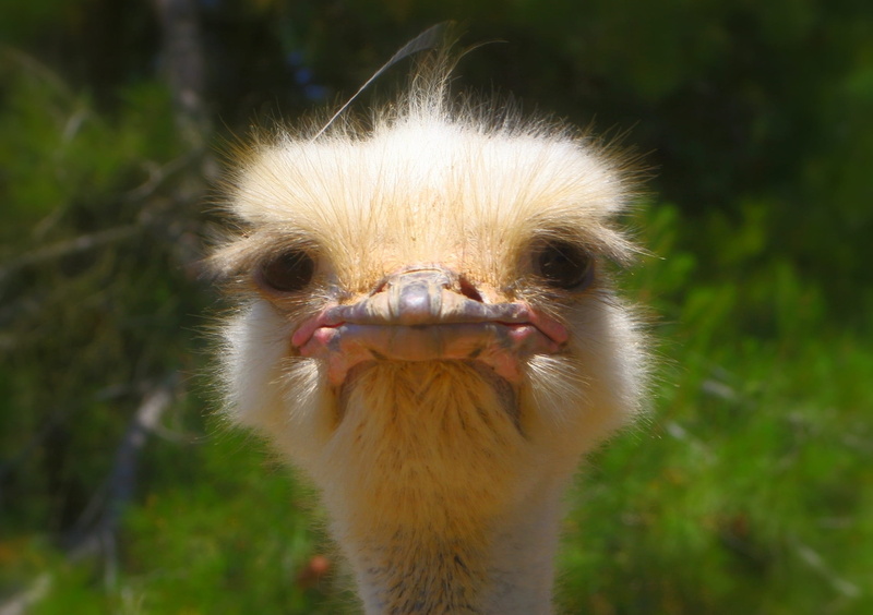 soul, animal body part, beak, no people, expression, focus on foreground, animal mouth, ostrich, unhappy, bird, bored, nature, crabby, head, outdoors, one