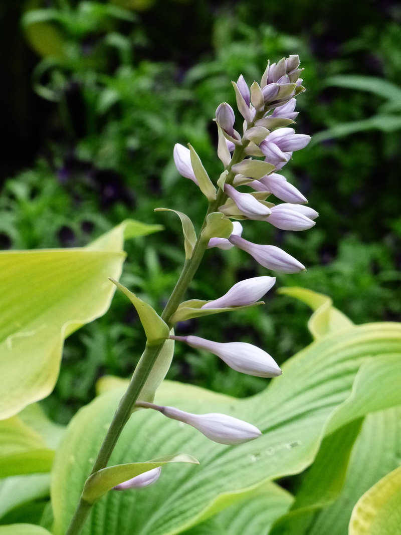 plant, purple, garden, freshness, no people, petal, selective focus, close-up, beauty in nature, growth, cough, stem, leaf, fragility, flowering plant