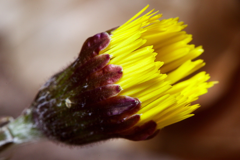 tussilago farfara, blossom, vulnerability, forest, nature, growth, medicinal plant, purple, petal, bloom, pointed flower, food, flower head, close up, plant
