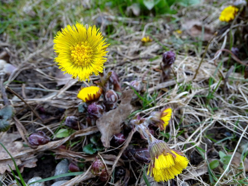 flower, bloom, beauty in nature, outdoors, early bloomer, day, land, nature, flower head, cough medicines, flowering plant, vulnerability, close-up, high angle view