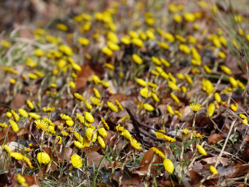 outdoors, nature, tussilago, plant part, early bloomer, plant, spring flower, medicinal plant, fragility, selective focus, day, yellow, bloom, Tussilago Farfara