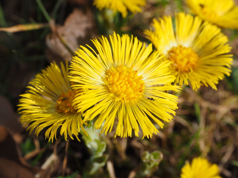 growth, petal, flowering plant, medicinal plant, asteraceae, flower head, tussilago, fragility, outdoors, composites, vulnerability, cough medicines, nature