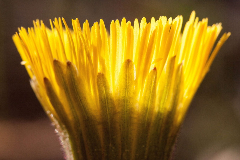 tussilago farfara, plant, spaghetti, macro, composites, medicinal plant, selective focus, spring flower, fragility, beauty in nature, yellow, growth, 4K