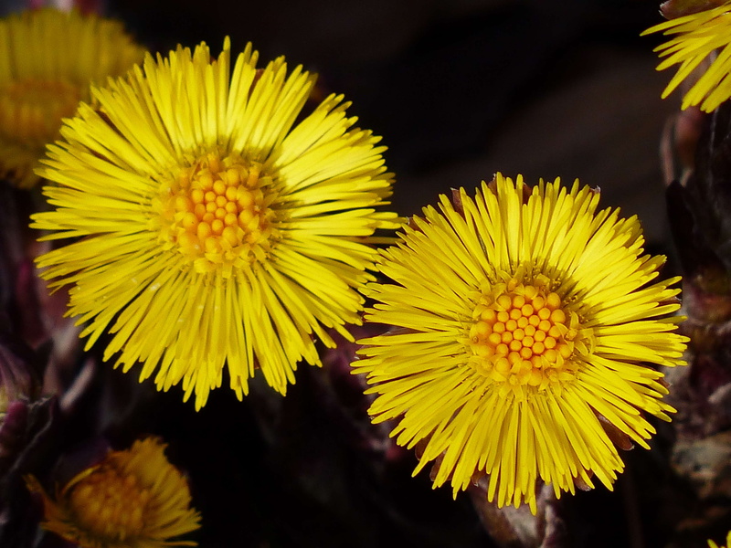 blossom, outdoors, tussilago, growth, bloom, plant, fragility, petal, flower head, vulnerability, spring flower, 4K, asteraceae, beauty in nature, yellow