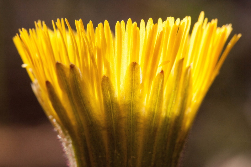 flowering plant, go up, plant, flower, growth, soft focus, close-up, tussilago, nature, tussilago farfara, spaghetti, flower head, medicinal plant, composites