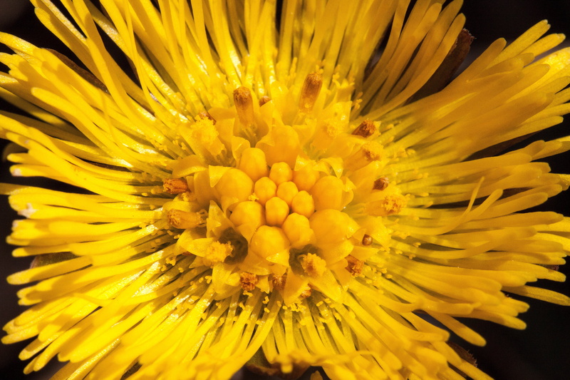 flower arrangement, flower head, growth, pollen, full frame, close-up, black background, inflorescence, spring, backgrounds, tussilago, tussilago farfara
