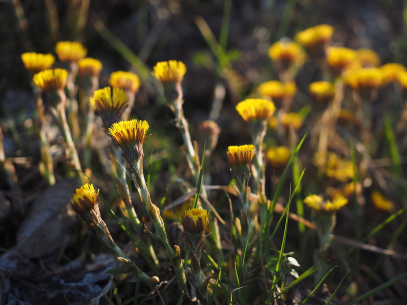 land, spring flower, day, flowering plant, no people, bloom, growth, yellow, cough medicines, flower head, early bloomer, flower, selective focus, spring