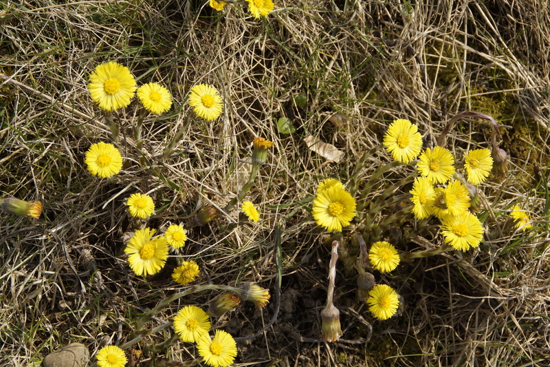 early bloomer, yellow flowers, Spring, flowers, Cough, inflorescence, close-up, flower head, field, wild flower, fragility, spring flower, medicinal plant