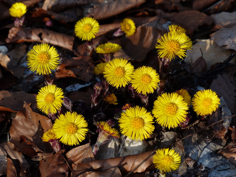 petal, flower head, day, growth, flower, early bloomer, yellow, asteraceae, close-up, tussilago farfara, high angle view, composites, spring flower, no people