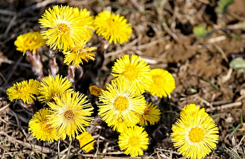 fragility, land, flower head, cough medicines, flower, high angle view, no people, blossom, hoarseness, yellow, tussilago farfara, bloom, close-up, medicinal plant