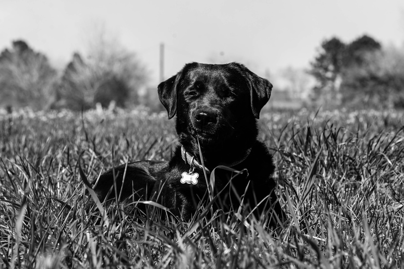 land, pets, no people, field, outdoors, sunshine, looking at camera, day, animal themes, 4K, portrait, canine, vertebrate, plant, mammal, domestic animals