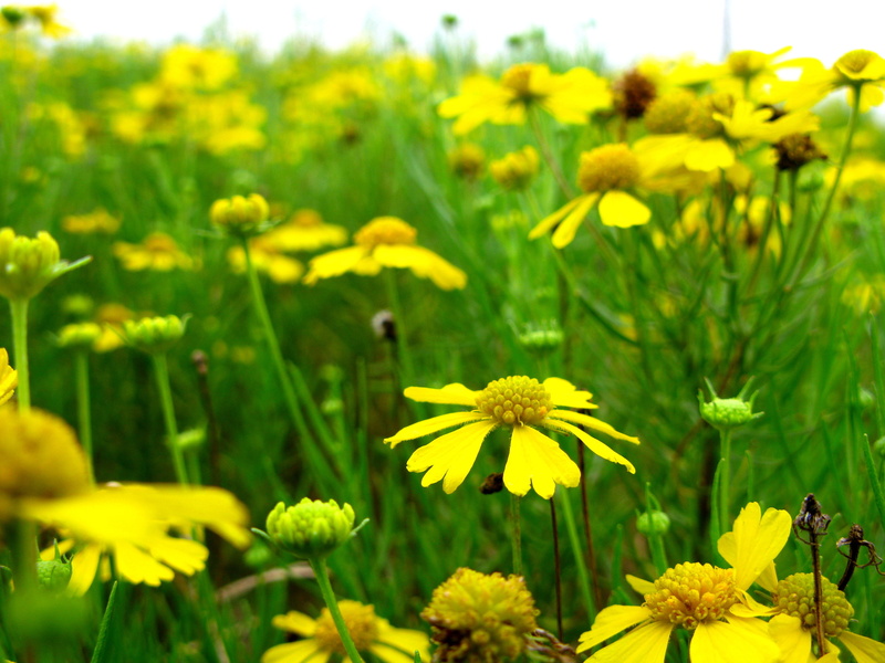 flower, wildflower, clear, summer, yellow, farm, daytme, Tulsa, sky, white, 2K, petaled, Oklahoma, green Color, Sneeze, plant, flowers, Helenium, outdoors