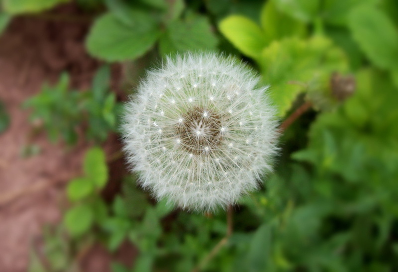 day, dandelion, delicate, softness, joy, overblown, photography, beauty in nature, focus on foreground, nature, seed, stem, fresh, blow, white, plant, environment