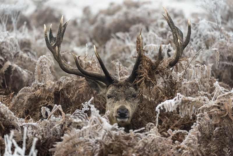 animals, animal body part, cold temperature, 1080P, animals in the wild, antler, winter, vertebrate, deer, mammal, tree, plant, land, outdoors, nature