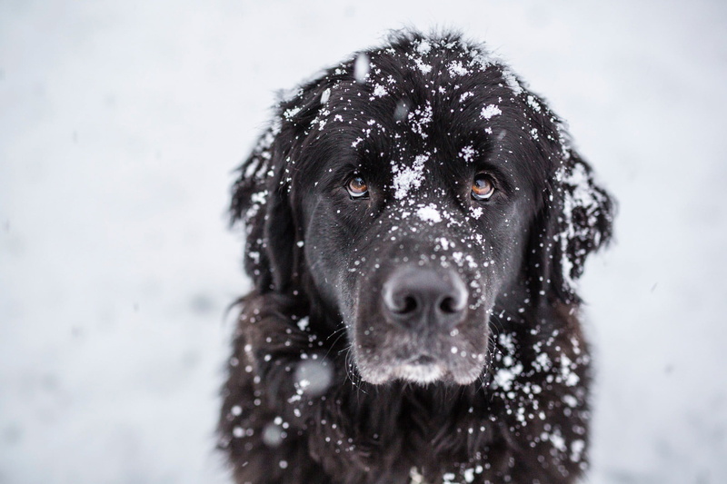 animal, animals, focus on foreground, pets, nature, snowing, animal themes, 1080P, winter, animal head, outdoors, one animal, domestic, looking at camera