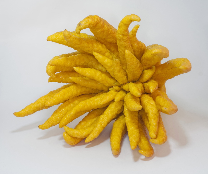 citrus, close-up, snack, ready-to-eat, french fries, unhealthy eating, prepared potato, food and drink, freshness, fried, citron, sarcodactylis, plant