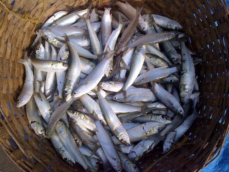 fresh, for sale, freshness, abundance, high angle view, fish, beach, container, food, sardinella longiceps, animal, catch, organism, seafood, sea, goa