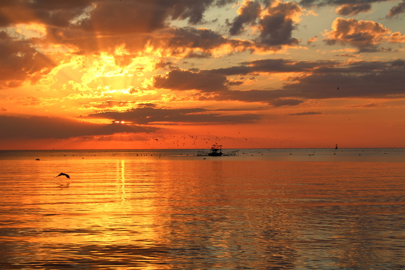 bird, water, reflection, sun, bay, ocean fishing, fishing boat, mobile bay, orange color, scenics - nature, 5K, tranquil scene, cloud - sky, no people