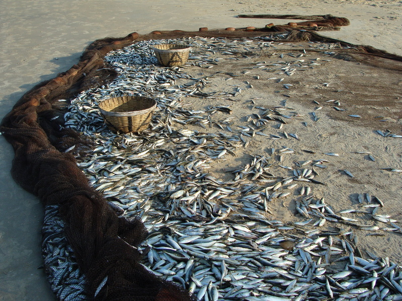 organism, vertebrate, fishing industry, net, fresh, fish, beach, nature, no people, seafood, group of animals, sea, sardinella, animal themes, animals in the wild