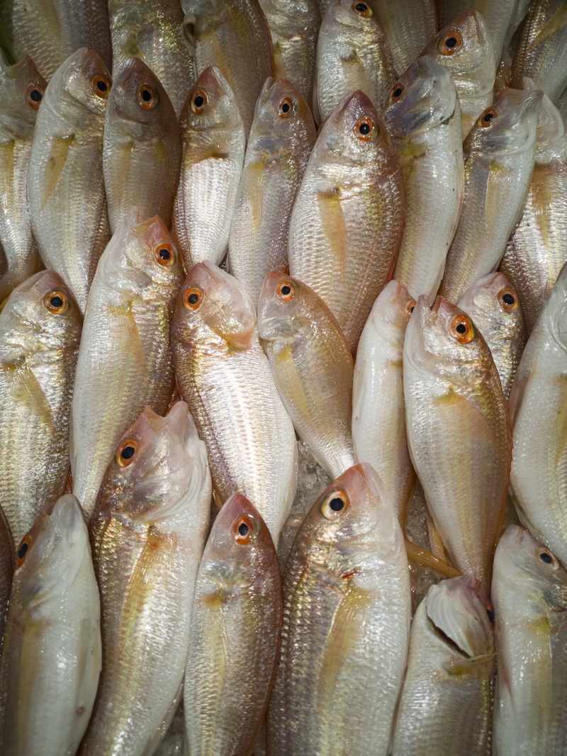 omega 3, food and drink, retail display, for sale, market, 5K, fresh, wellbeing, large group of objects, protein, gourmet, raw, sunday, seafood, produce
