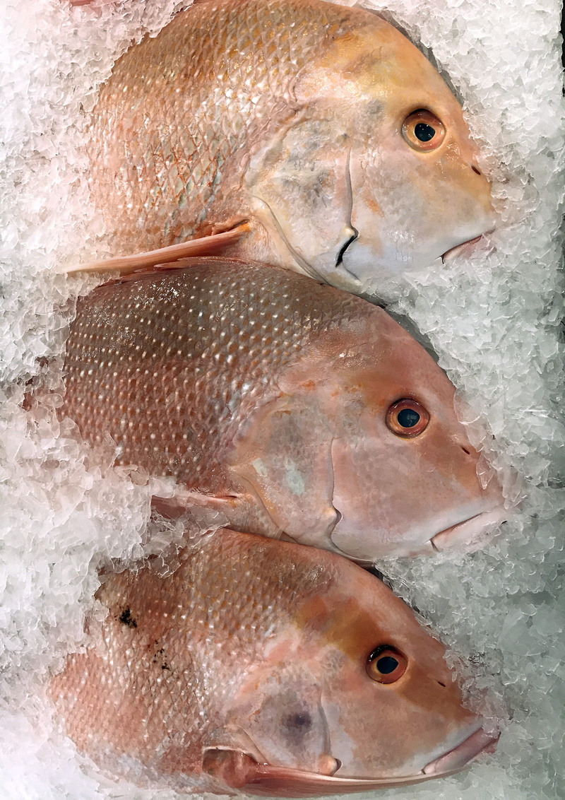 indoors, 4K, high angle view, for sale, fish, group of animals, vertebrate, fishing, omega 3, protein, wellbeing, cold temperature, food and drink, raw food