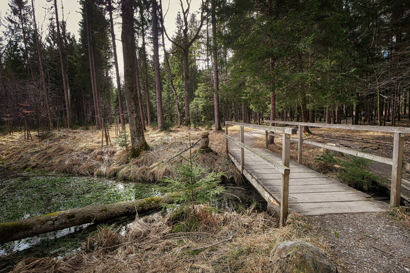 forest, wood, direction, outdoors, footpath, beauty in nature, instructions, bridge, wood - material, green color, the way forward, scenics - nature, tree