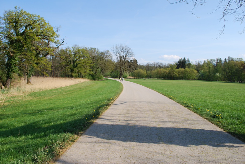 the way forward, rush, beauty in nature, tree, shadow, growth, tranquility, instructions, direction, diminishing perspective, footpath, grass, asphalt