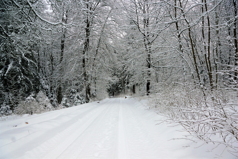 holidays, 5K, ice, wurmlingen, germany, holiday, hike, the way forward, december, beauty in nature, scenics - nature, nature, roadway, tree, road, winter