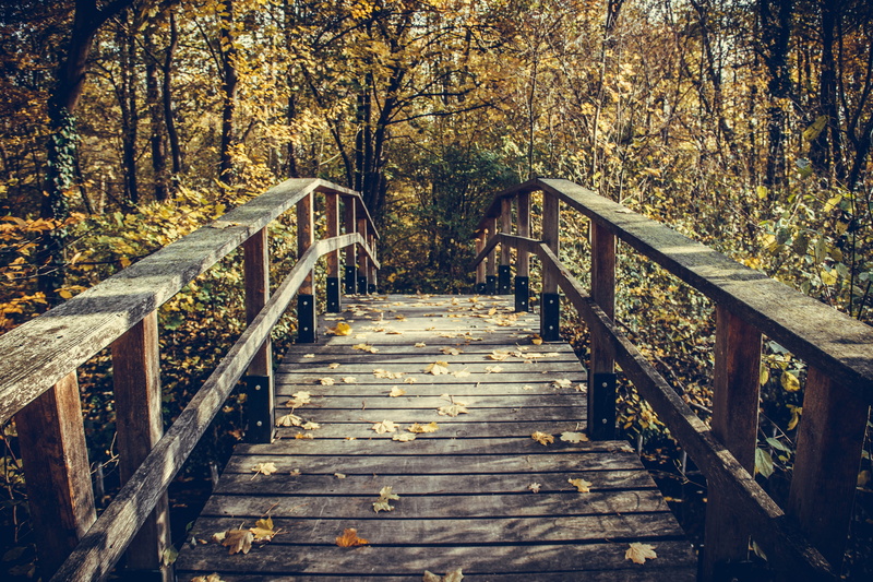 wood, no people, day, steps and staircases, the way forward, instructions, tranquility, nature, waters, direction, picturesque, wood - material, built structure