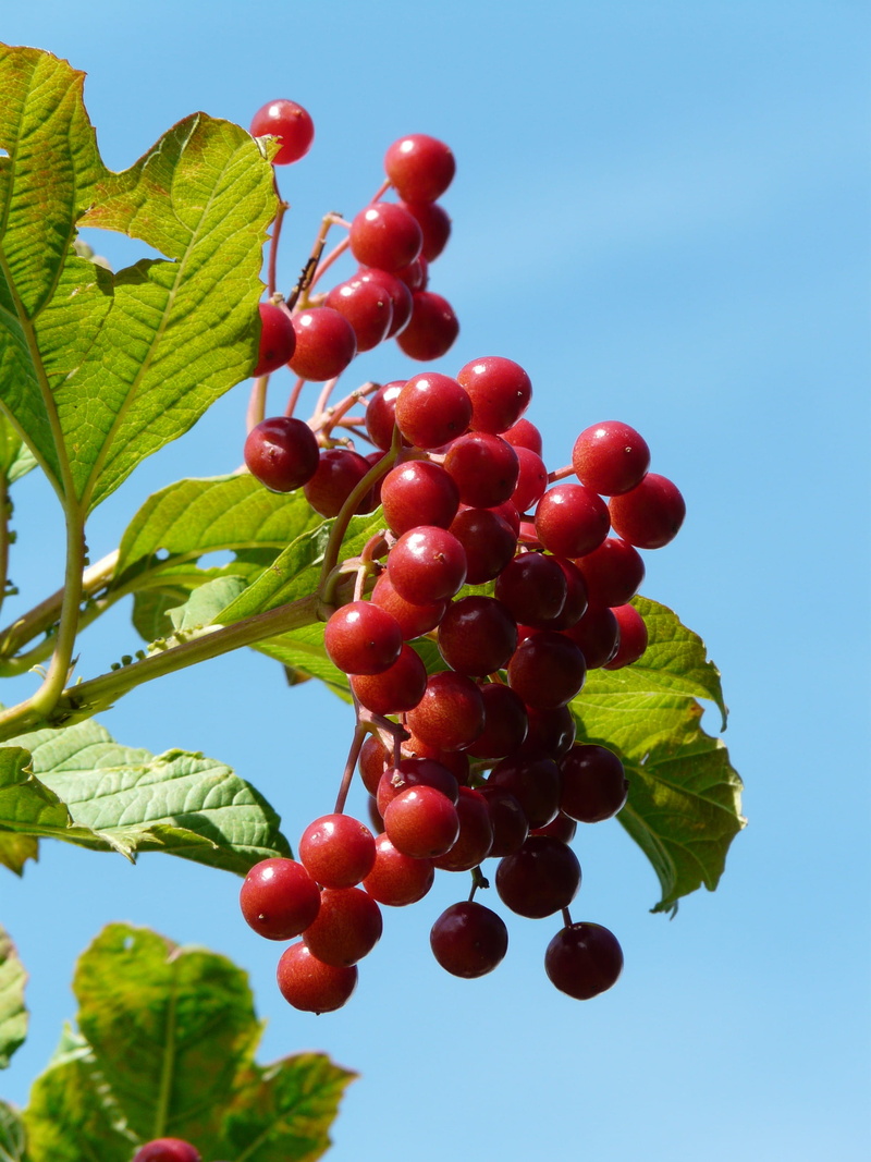 geiß ball, agriculture, growth, low angle view, leaf, no people, 2K, water holder, healthy eating, rowanberry, Berries, wellbeing, ripe, food and drink