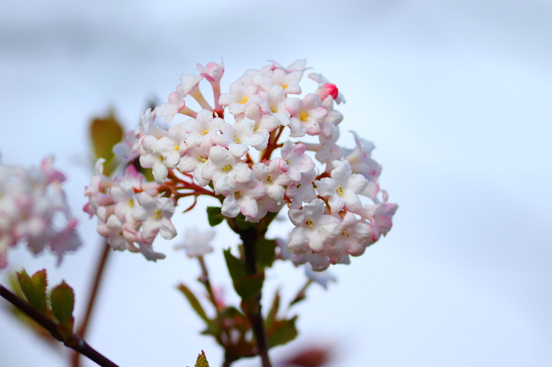 red, plant, ornamental shrub, bush, day, low angle view, bloom, viburnum, blutbeer, petal, flowers, sky, cherry blossom, vulnerability, spring, flowering plant