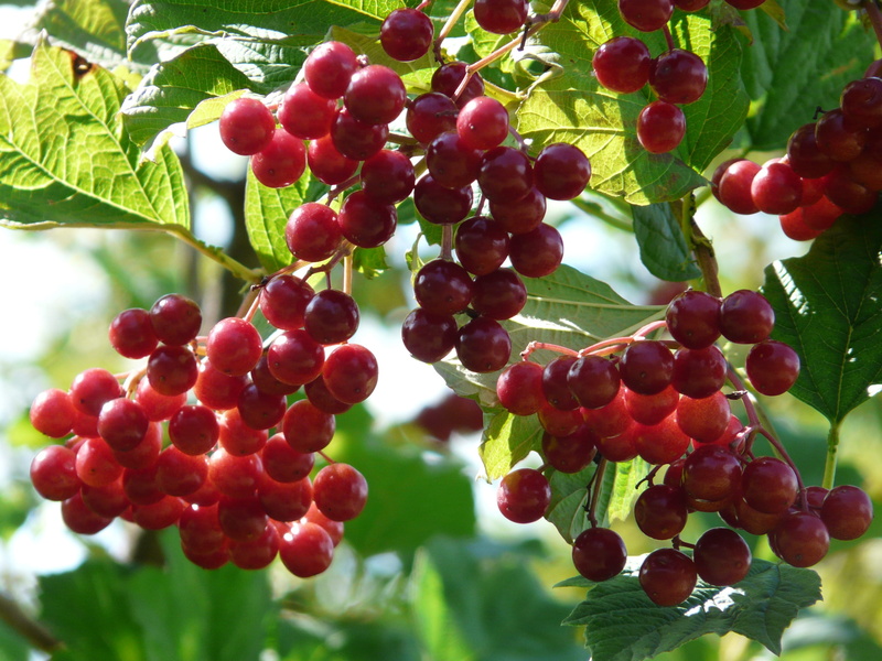 outdoors, steam berry, blutbeer, healthy eating, fruit, ornamental plant, rowanberry, glass berry, focus on foreground, musky herb greenhouse, berry fruit