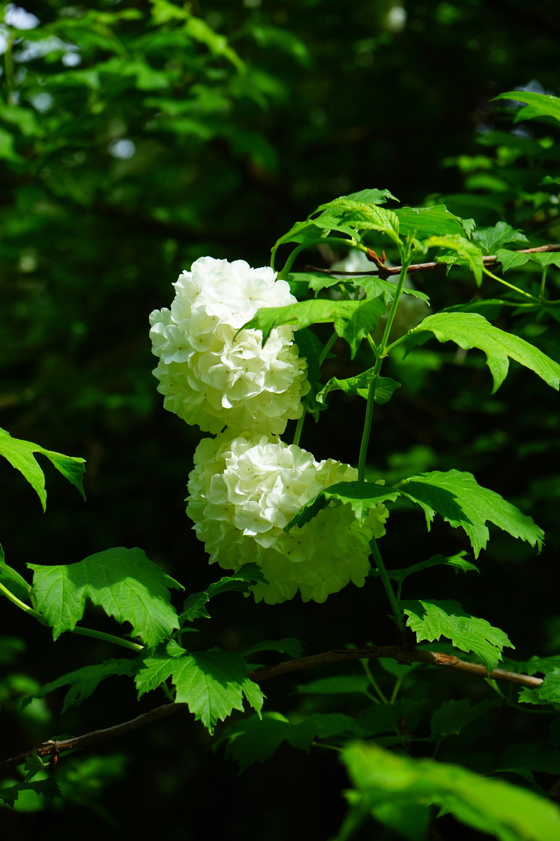 Snow Ball, white, plant, 5K, springtime, steam berry, white color, ornamental shrub, petal, musky herb greenhouse, beauty in nature, viburnum opulus roseum
