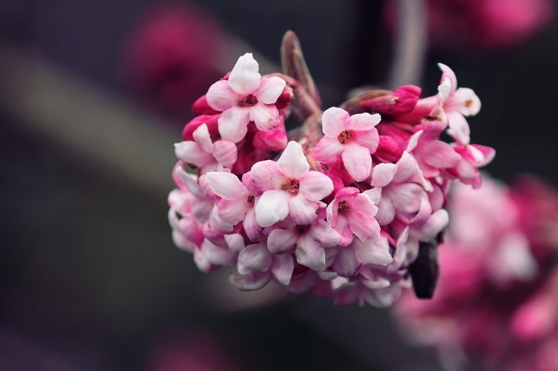 pollen, cherry tree, light red, bloom, branch, flower, small, 4K, flower head, flora, pink, flowering plant, spring, winter, no people, close-up, bunch of flowers