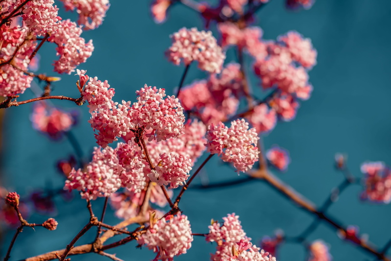 flower, blossom, beauty in nature, pink, fragrant snowball, branch, outdoors, springtime, flora, small, growth, blue, close-up, fragility, plant, flowers