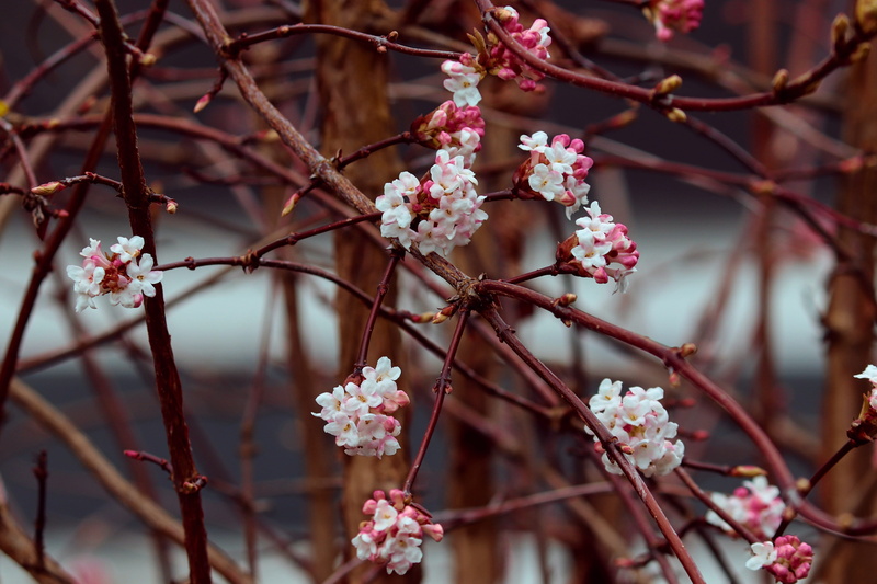 cherry tree, flowering plant, ornamental shrub, beauty in nature, outdoors, musky herb greenhouse, bush, pink color, flowers, spring, botany, violet, cherry blossom