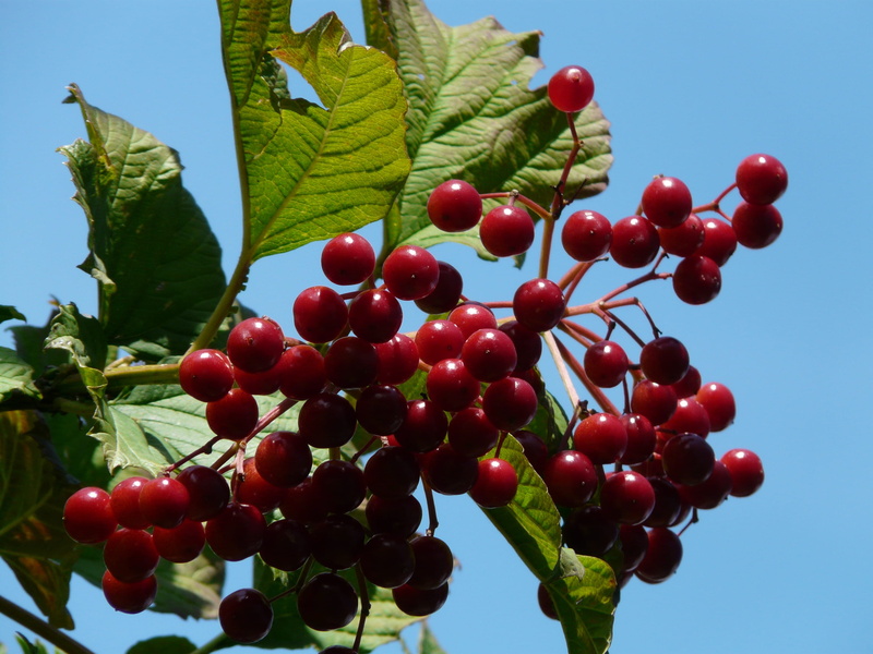 freshness, nature, food, berry fruit, glass berry, geiß ball, red, ornamental, plant, water holder, close-up, blutbeer, adoxaceae, sky, musky herb greenhouse
