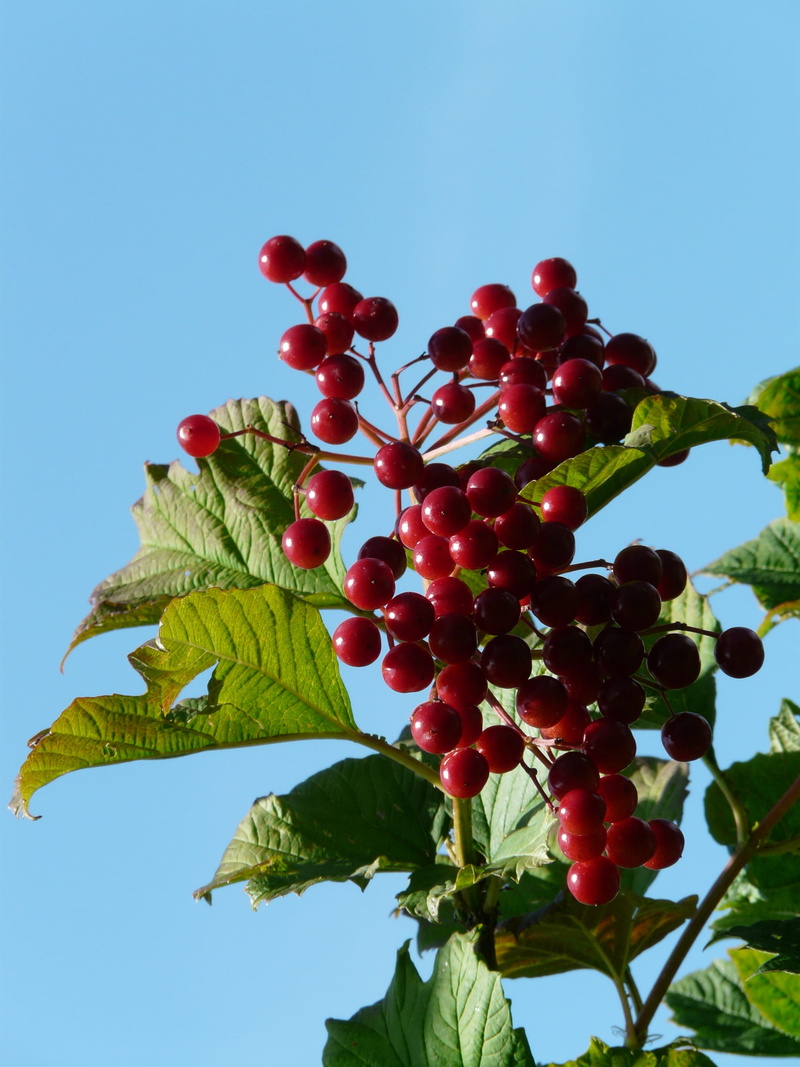 Ordinary, day, fruit, sky, red, no people, plant part, ordinary snowball, viburnum, viburnum opulus, close-up, geiß ball, ornamental plant, glass berry
