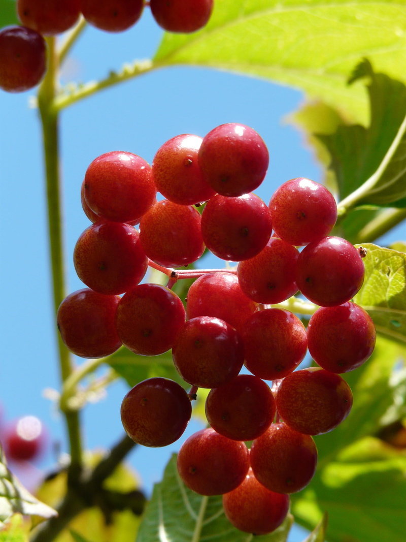 fruits, glass berry, blutbeer, Berries, food and drink, growth, wellbeing, ordinary snowball, choke berry shrub, close-up, freshness, water holder, Macro