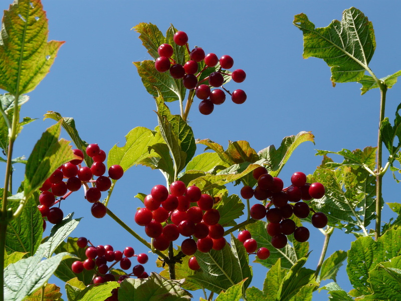 Snowball, viburnum opulus, plant, water holder, common snowball, low angle view, wellbeing, blutbeer, herzbeer, freshness, fruit, water snowball, no people