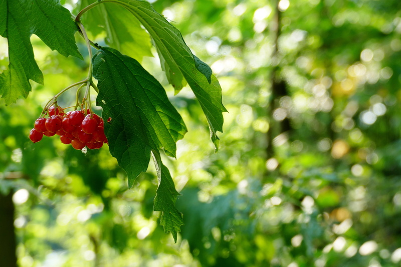 food and drink, fruits, plant part, red, plant, day, tree, choke berry shrub, green color, steam berry, food, close-up, geiß ball, freshness, blutbeer