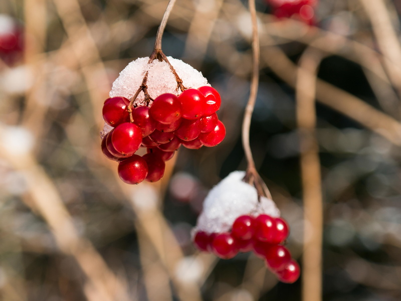 blood berry, close-up, wellbeing, ripe, hanging, choke berry shrub, viburnum opulus, berry fruit, growth, berries, day, fruit, rowanberry, outdoors, snow
